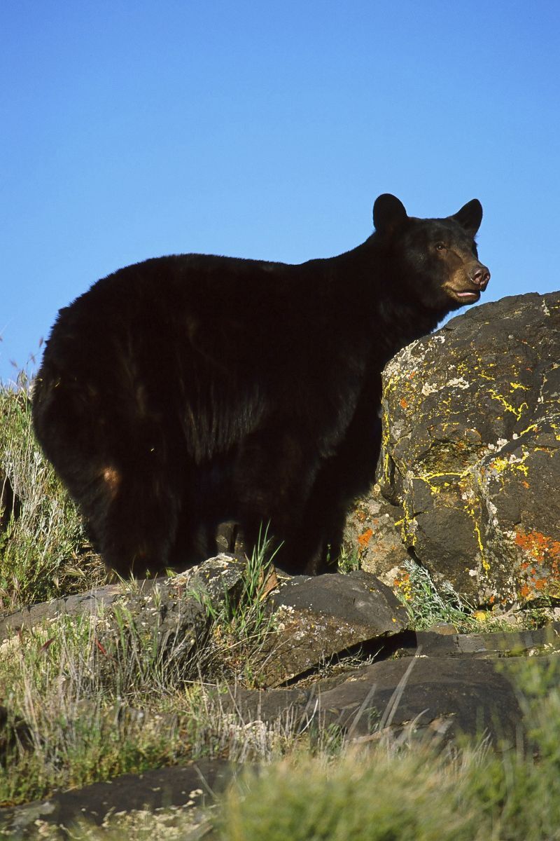 Bear on a rcok